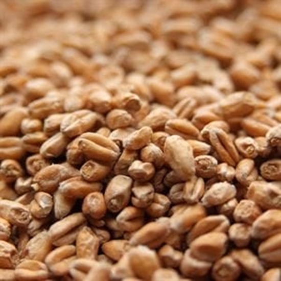 Picture of Weyermann® Diastatic Wheat Malt