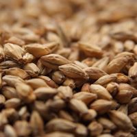 Picture of Weyermann® BIOLAND Munich Malt Type 1 (Organic)