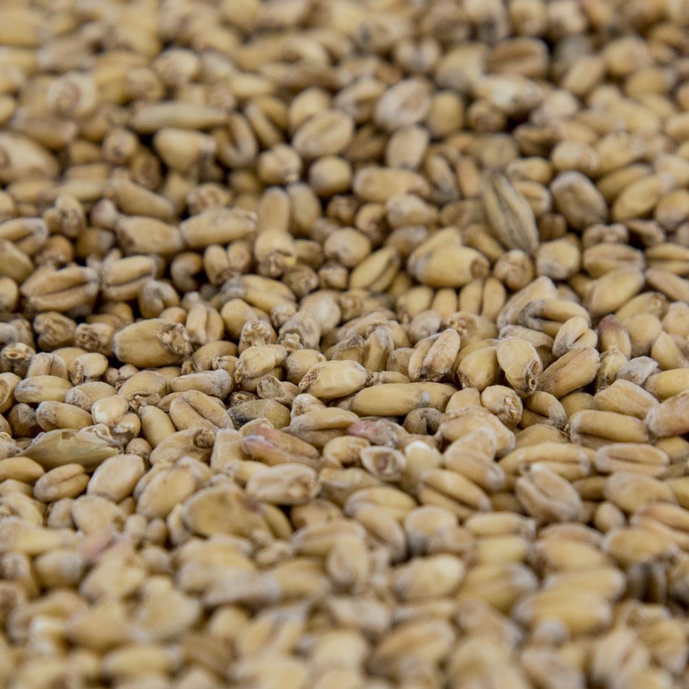 Picture of Gambrinus Wheat Malt